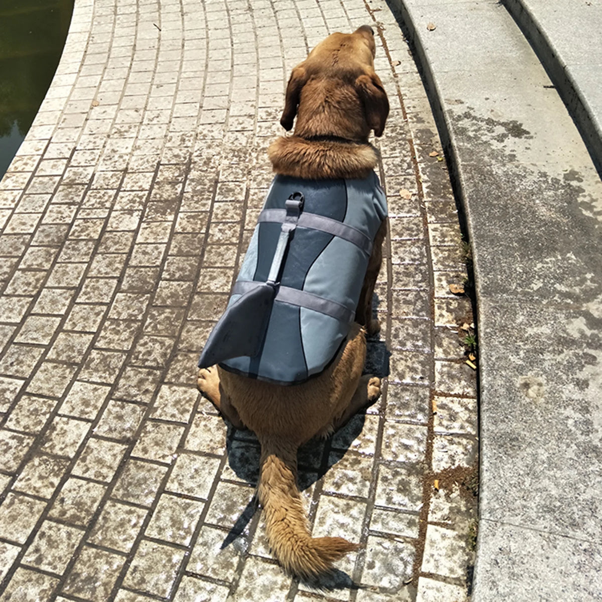 Dog Pet Shark Swimsuit Vest Safety Wear N4821