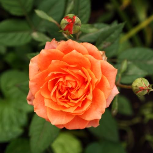 Climbing Roses Live Plants 6-8 Months Old Orange S5791