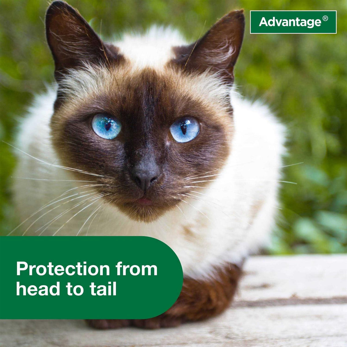 Flea Treatment Spray for Cats W21658
