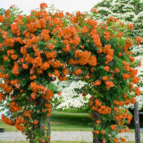 Climbing Roses Live Plants 6-8 Months Old Orange S5791