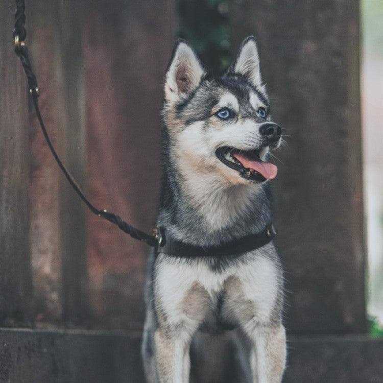 Leather Dog Harness Y637