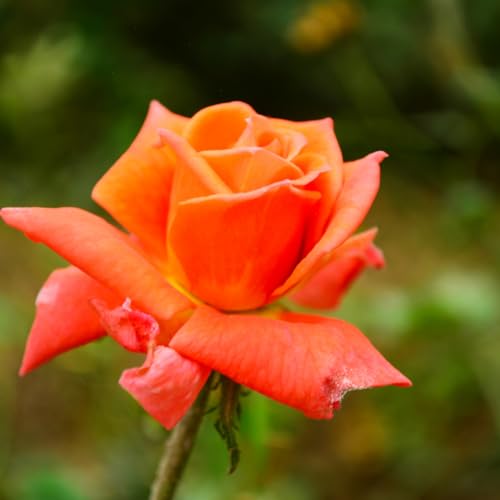Climbing Roses Live Plants 6-8 Months Old Orange S5791