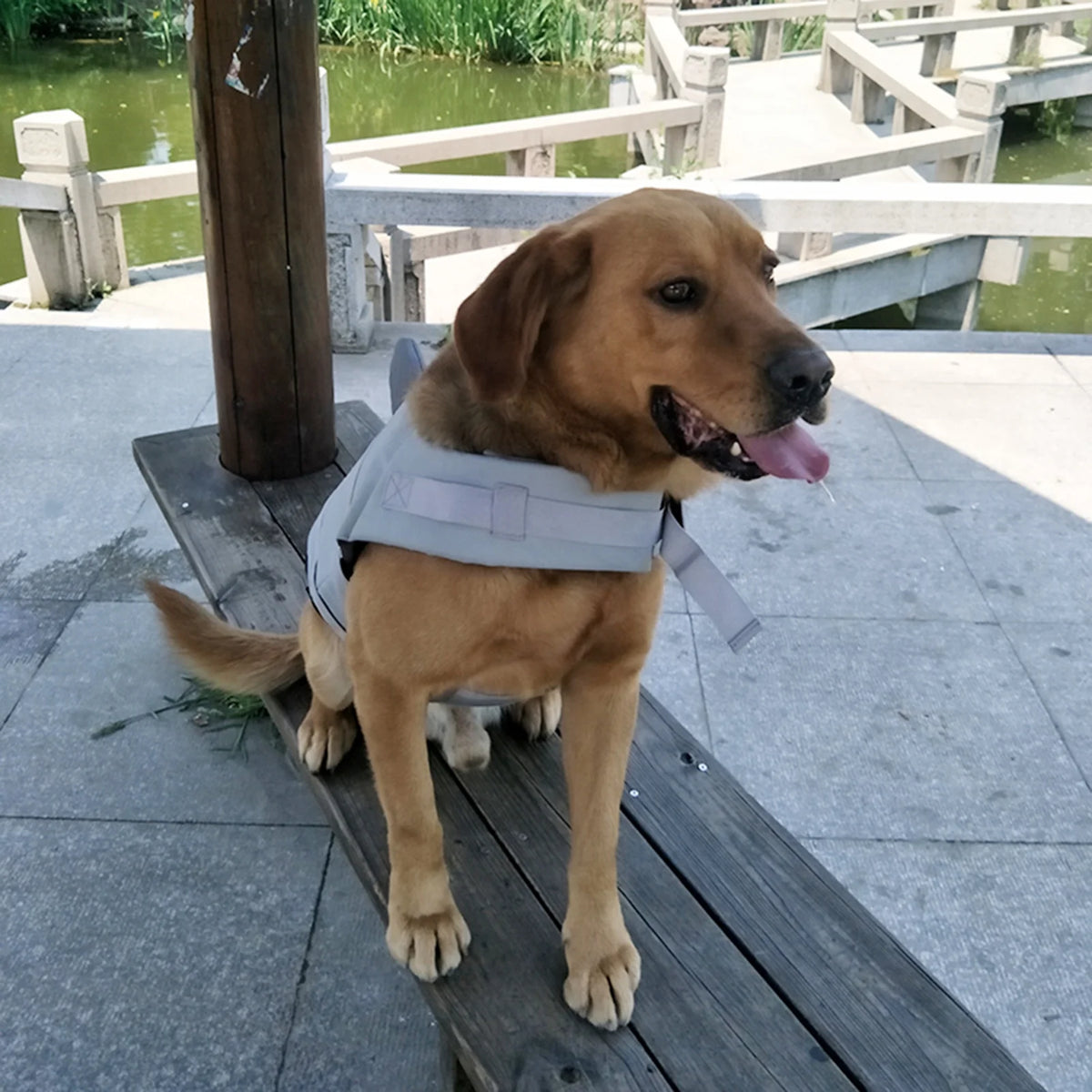 Dog Pet Shark Swimsuit Vest Safety Wear N4821