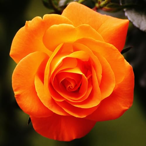 Climbing Roses Live Plants 6-8 Months Old Orange S5791