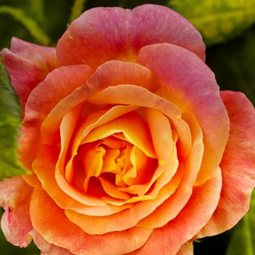 Climbing Roses Live Plants 6-8 Months Old Orange S5791