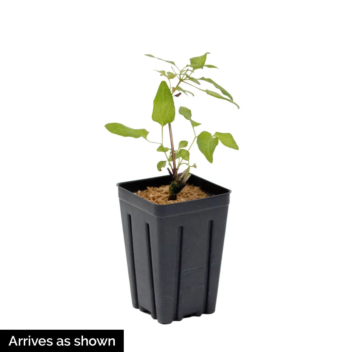 Clematis Vine Bare Root Perennial Plant 1-Pack T27884