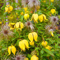 Clematis Vine Bare Root Perennial Plant 1-Pack T27884
