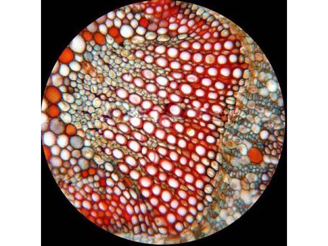 40X-2000X LED Binocular Biological Compound Microscope M315520