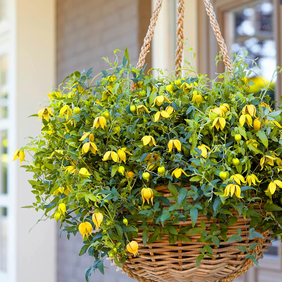 Clematis Vine Bare Root Perennial Plant 1-Pack T27884
