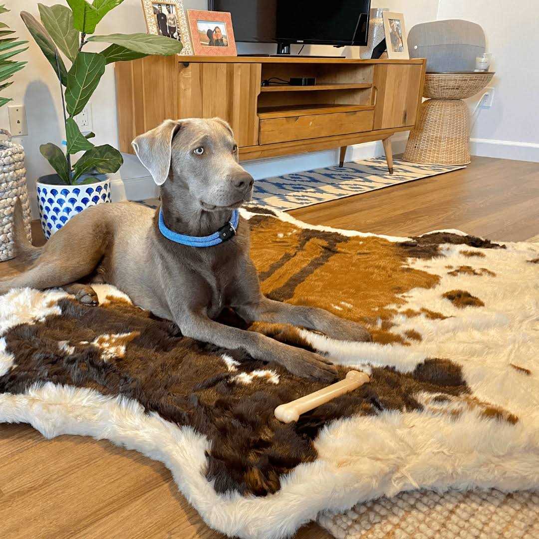 Animal Print Memory Foam Dog Bed E45593