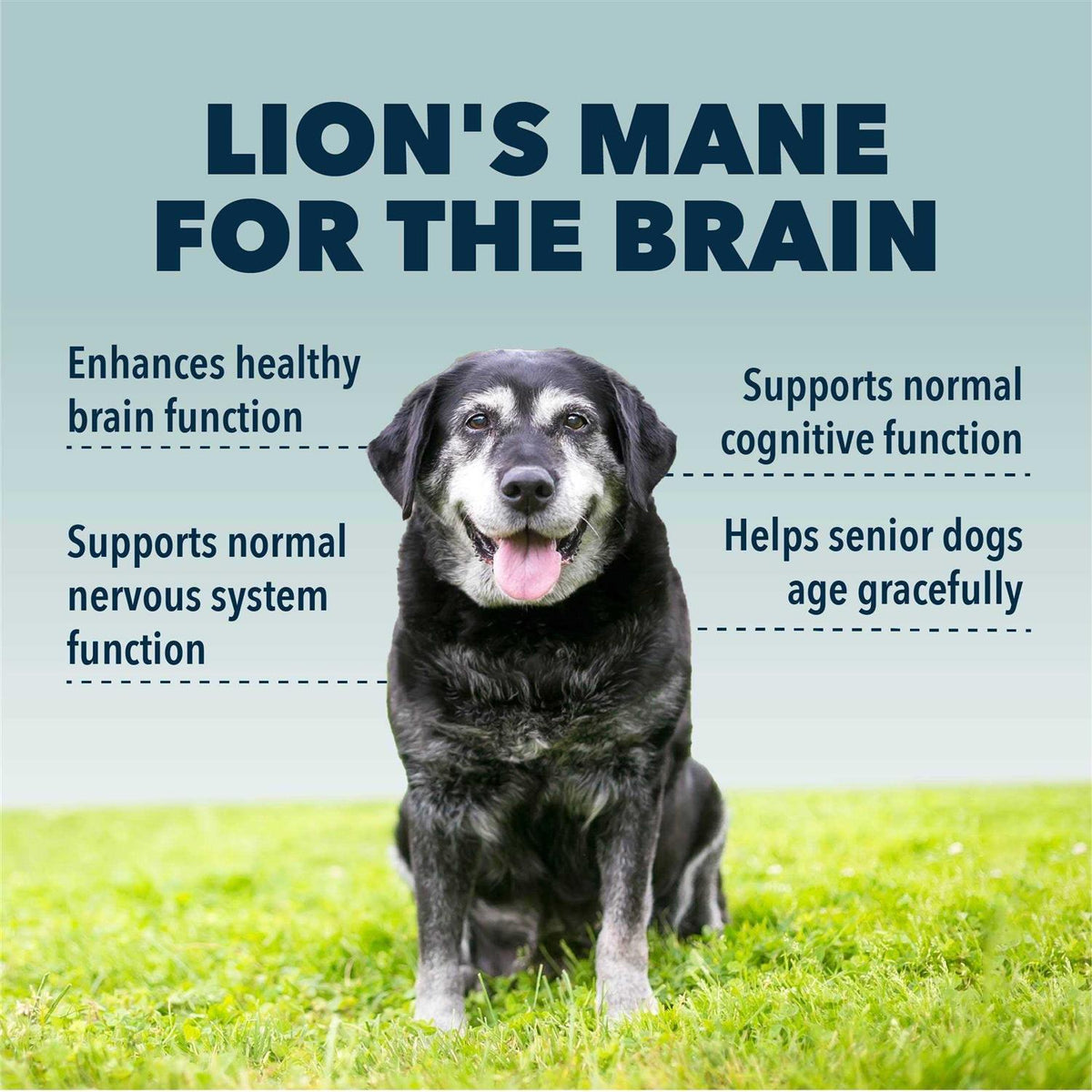 Organic Mushroom Extract for Dogs I85563