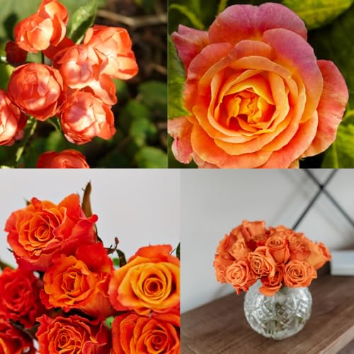Climbing Roses Live Plants 6-8 Months Old Orange S5791