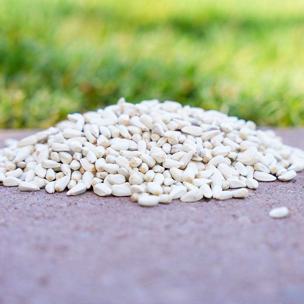 Safflower Seeds Wild Bird Food C2683