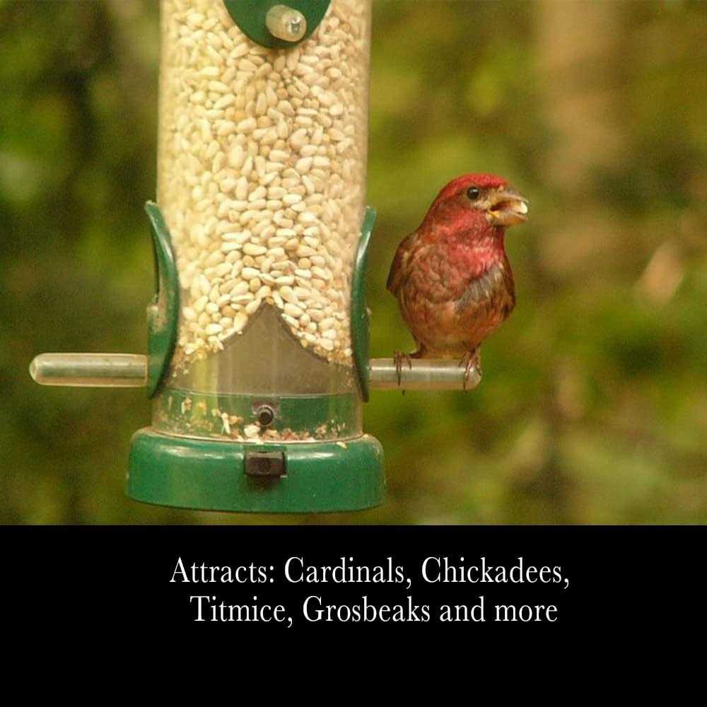 Safflower Seeds Wild Bird Food C2683
