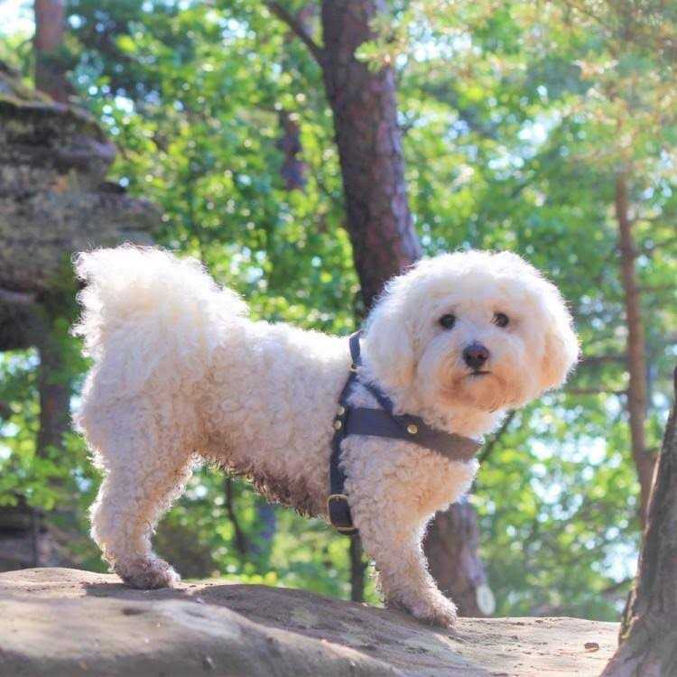 Leather Dog Harness Y637