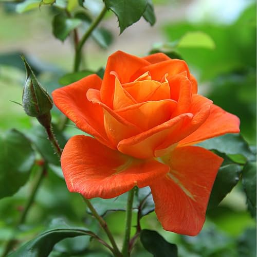 Climbing Roses Live Plants 6-8 Months Old Orange S5791